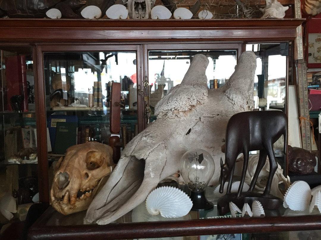 Quagga Rare Books and Art-Kalk Bay必去景点