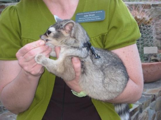亚利桑那索诺拉沙漠博物馆-图森必去景点