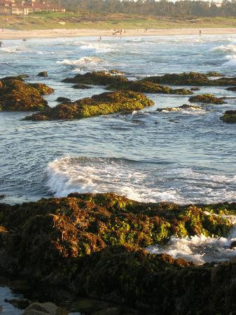 Asilomar State Beach景点图片