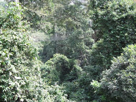 Kakum National Park-Cape Coast必去景点