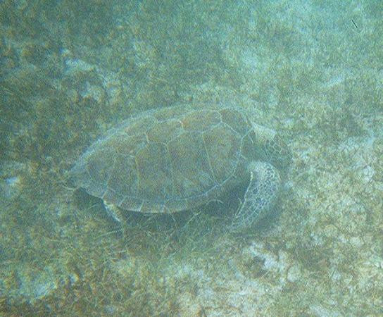 Waterlemon Cay-维尔京群岛国家公园必去景点