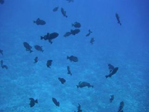 Quicksilver Maui Snorkeling Charters-怀露库必去景点