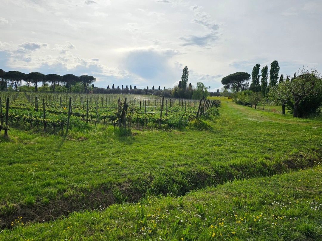 Azienda Agricola Enzo Carmignani景点图片