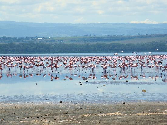 Eyes On Africa Safaris-马赛马拉国家野生动物保护区必去景点