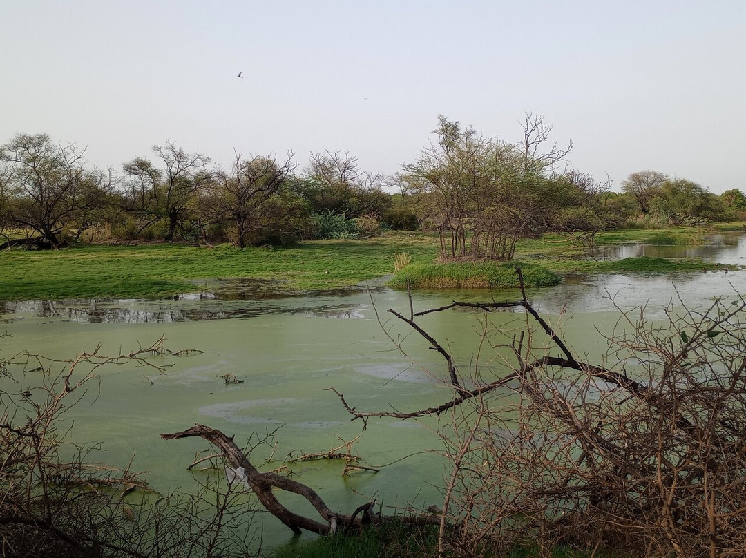 Bharatpur Bird Sanctuary景点图片
