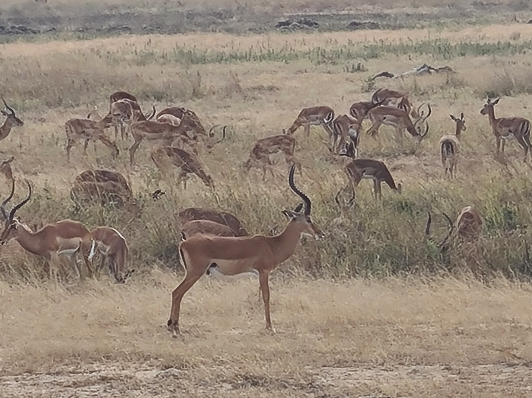 Zanvert Tours & Safaris-桑给巴尔市必去景点
