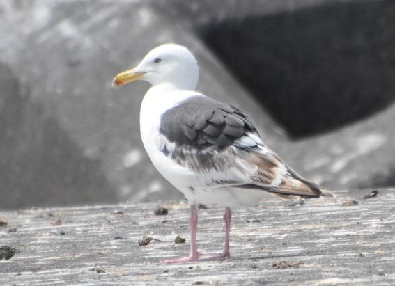 烧尻岛-羽幌町必去景点
