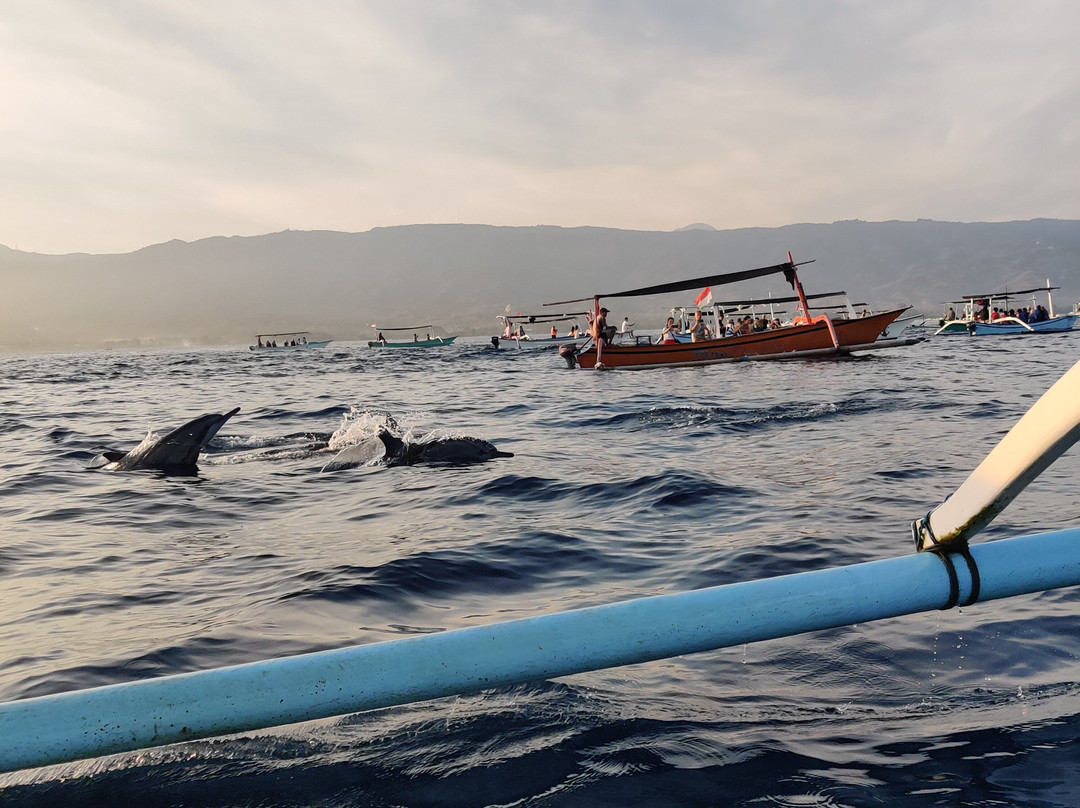 Dolphin Watching Lovina景点图片