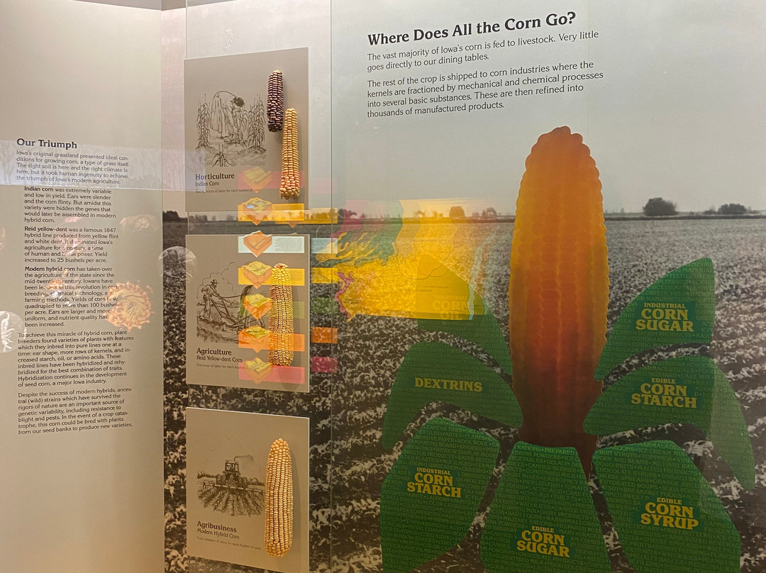 Museum of Natural History-爱荷华城必去景点