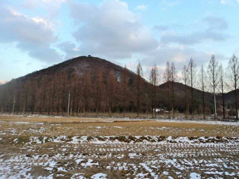 Damyang Metasequoia Road-潭阳郡必去景点