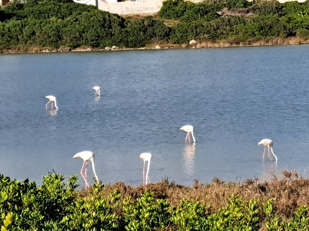 Nature reserve Salina dei Monaci景点图片