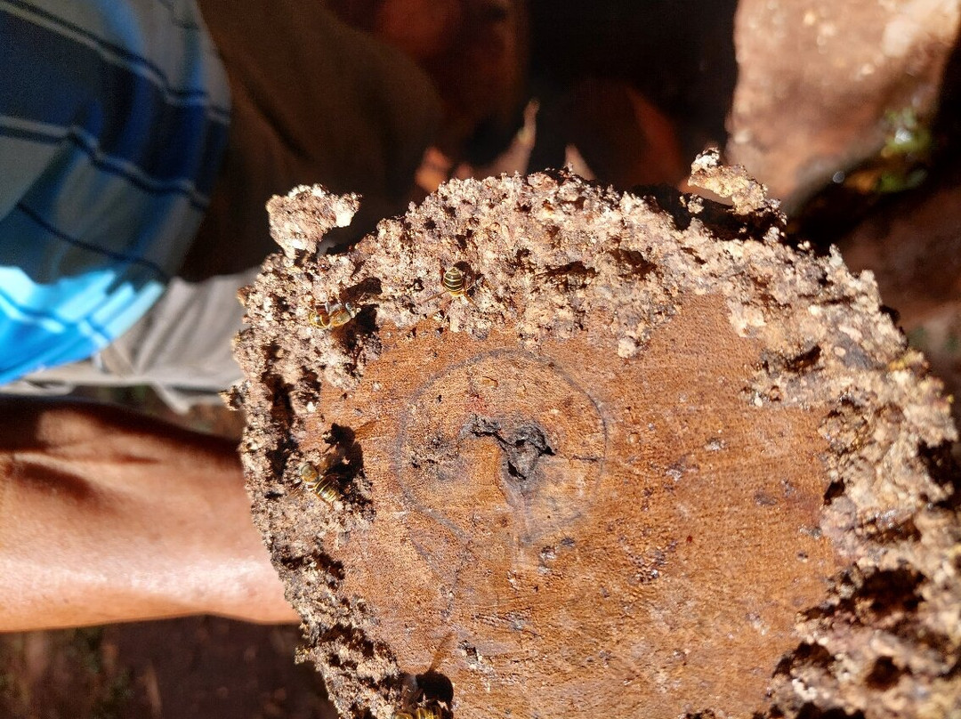 Rutas Turisticas Yucatan-梅里达必去景点