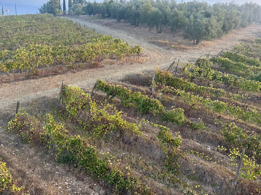 Balloon in Tuscany景点图片