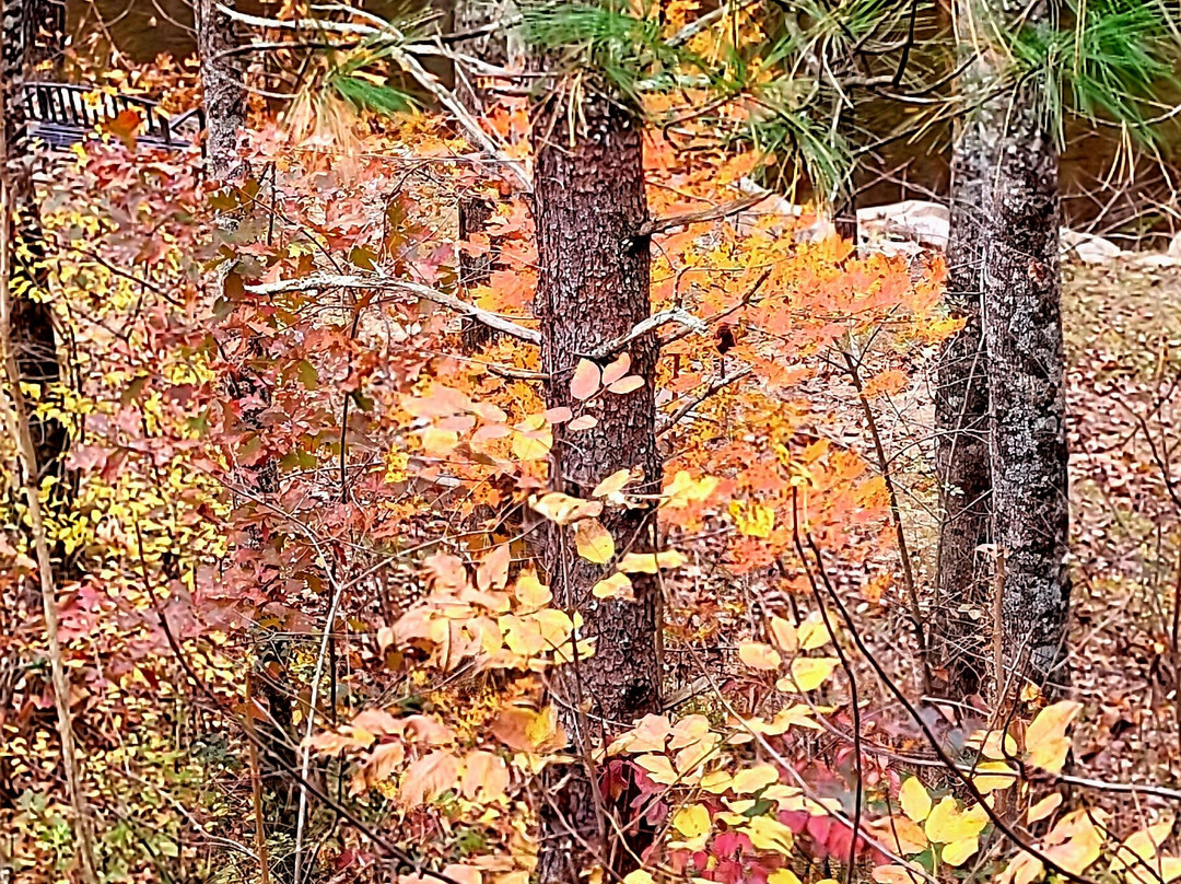 Rivers Edge Treehouse Resort主图