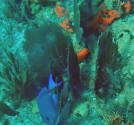 Sea Dwellers Dive Center of Key Largo-拉哥岛必去景点