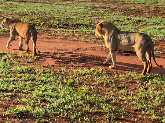 Cambiaso  kenya Safari-瓦塔木必去景点