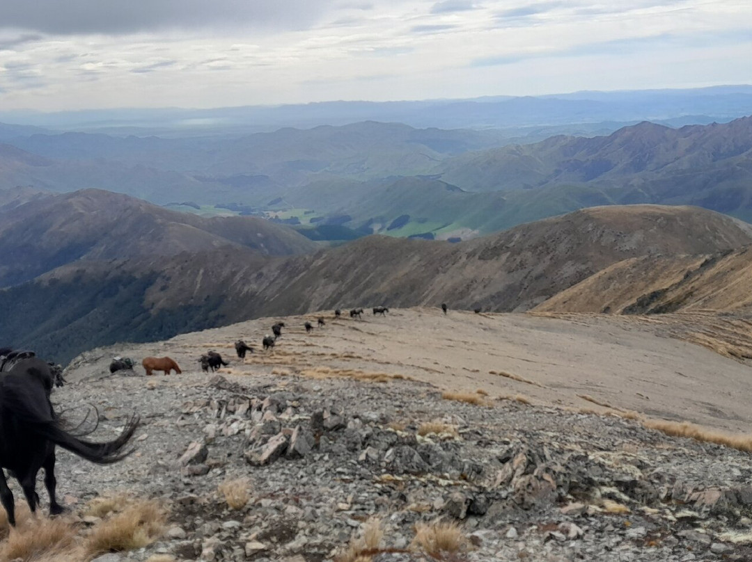 Alpine Horse Safaris景点图片
