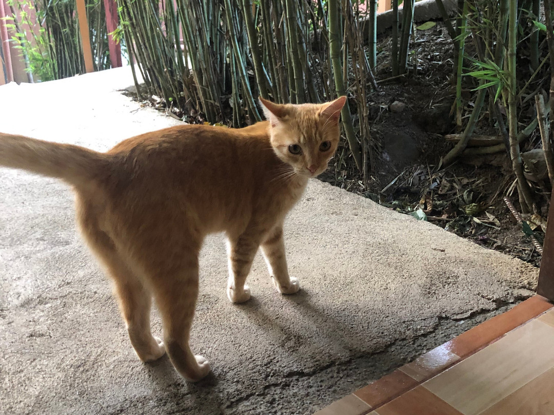 Monteverde Villa Lodge Hotel主图