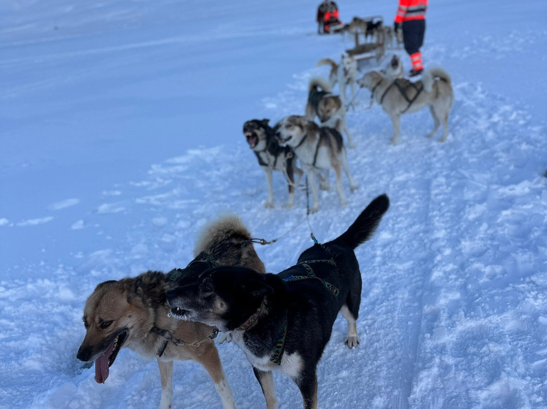 Dogsledding Iceland-莫斯费德斯拜尔必去景点