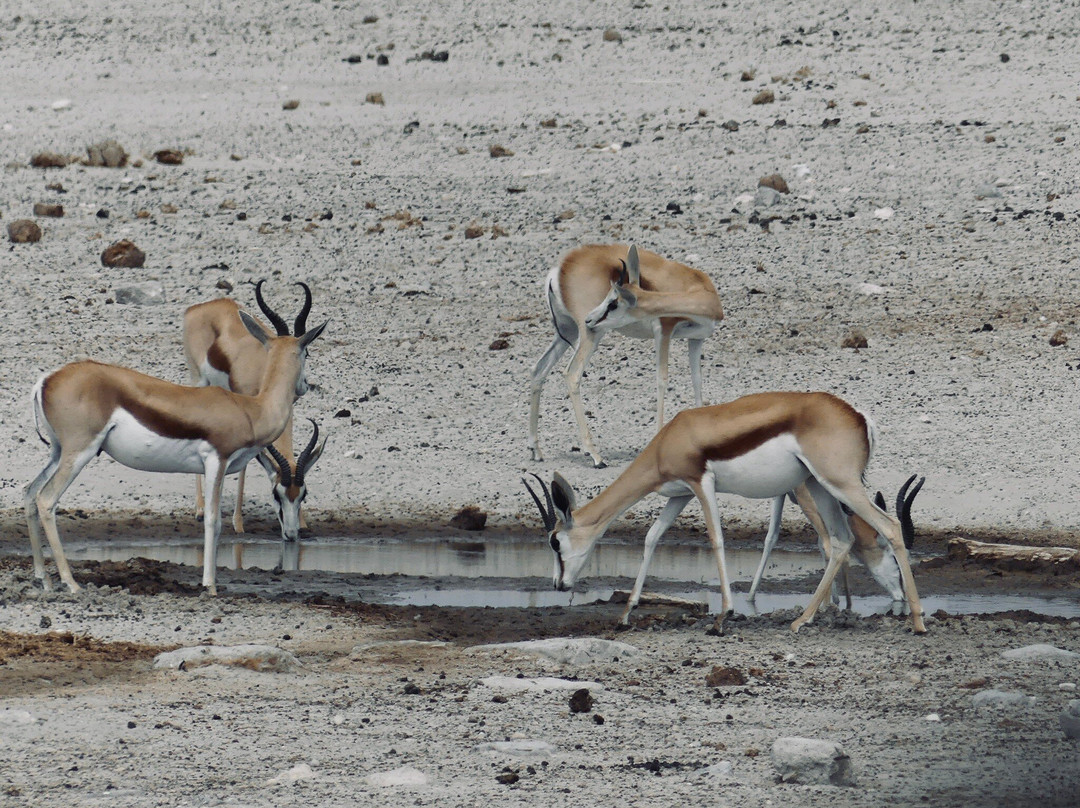 TOM SAFARI NAMIBIA-Okaukuejo必去景点