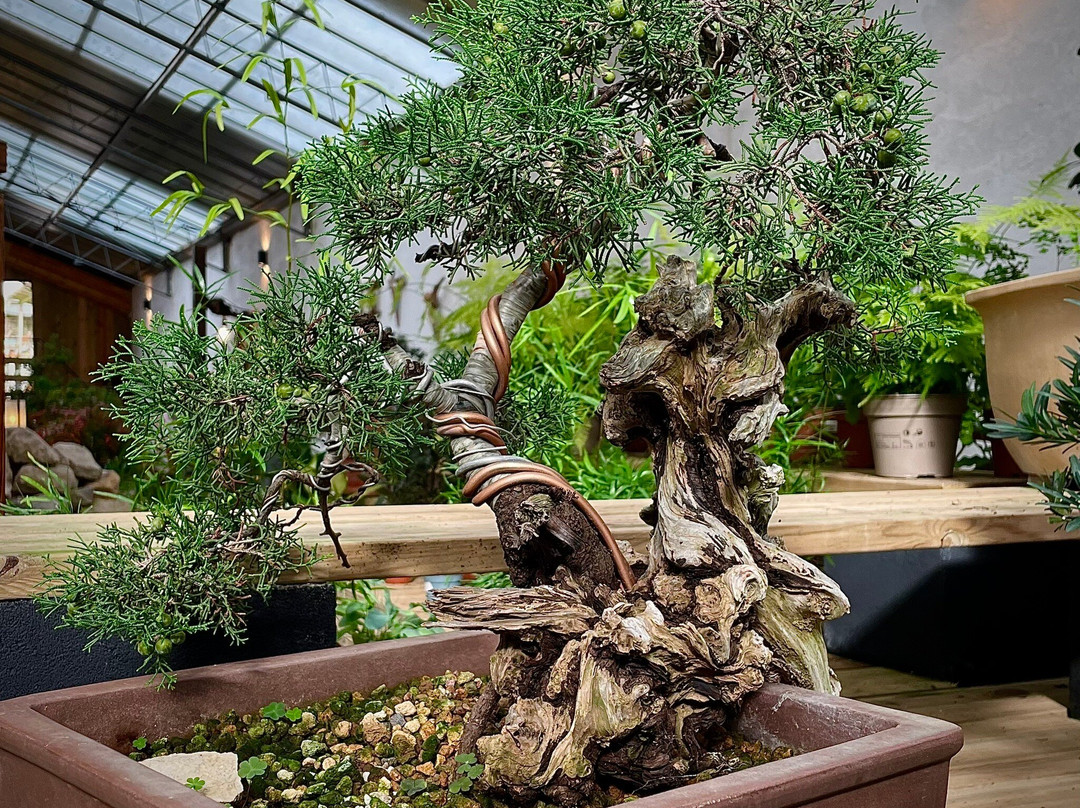 Museu do Bonsai-辛特拉必去景点