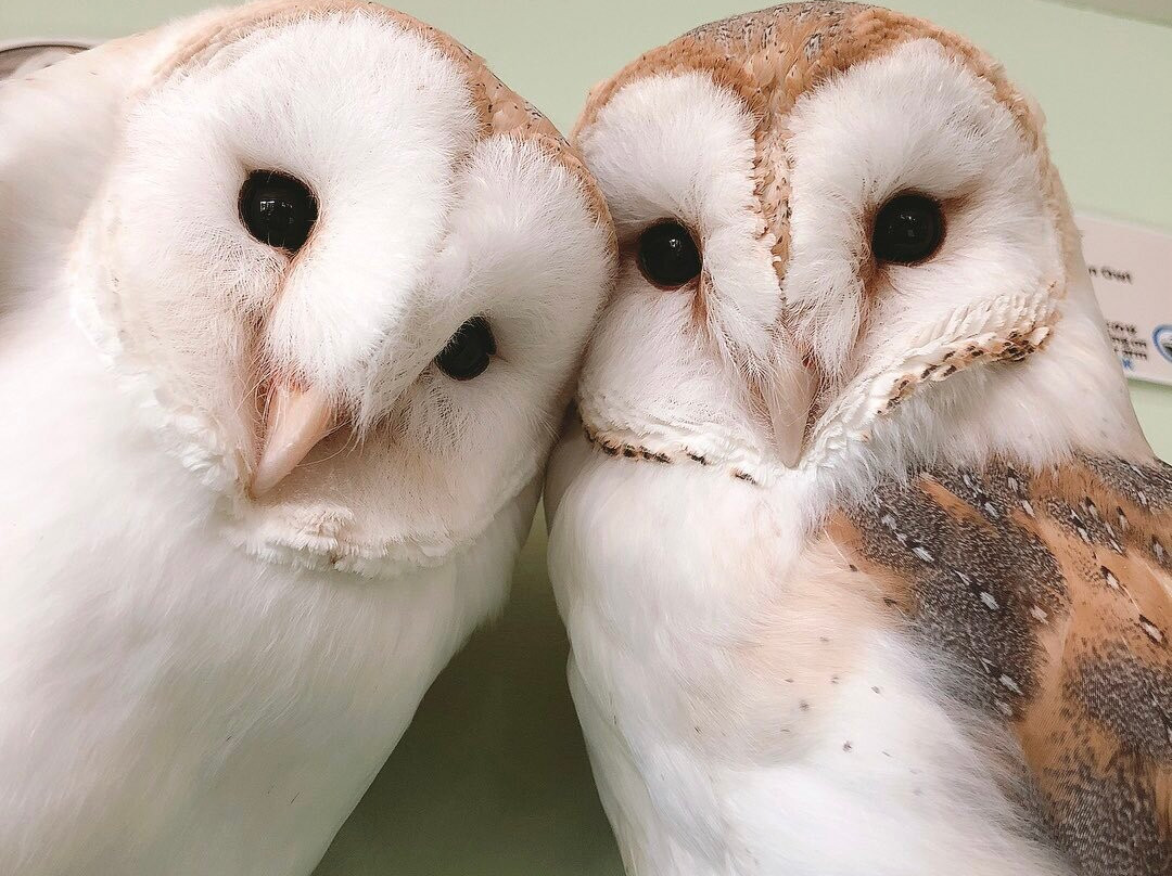 猫头鹰咖啡馆-涩谷区必去景点