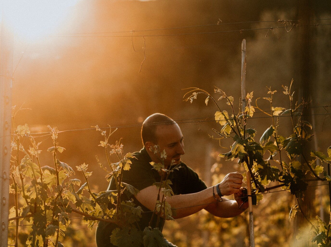 Azienda Agricola Mario Costa景点图片