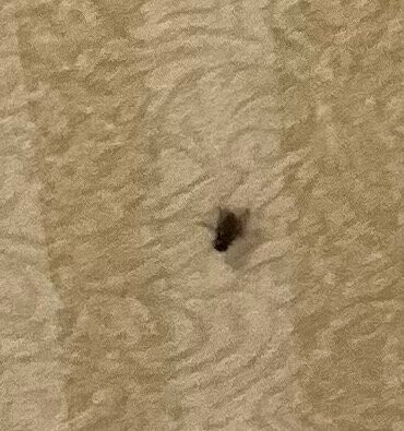 Quality Inn-Tucumcari主图