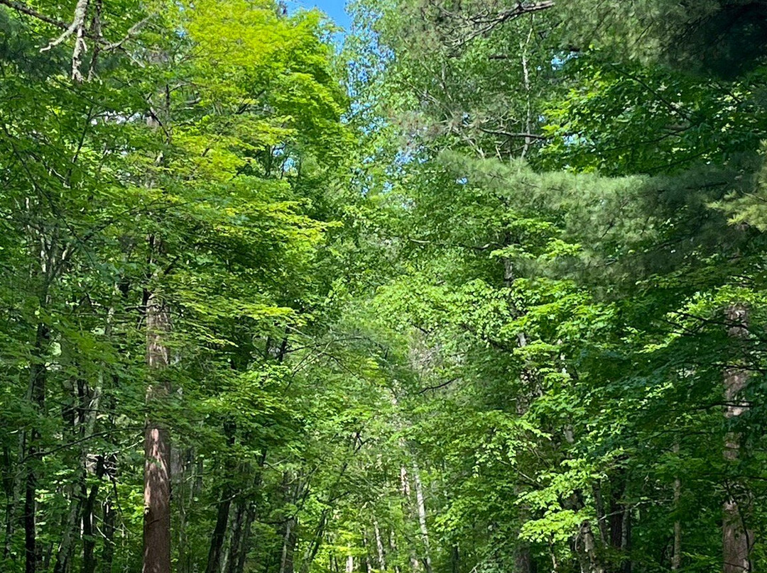 Lost Forty-Blackduck必去景点