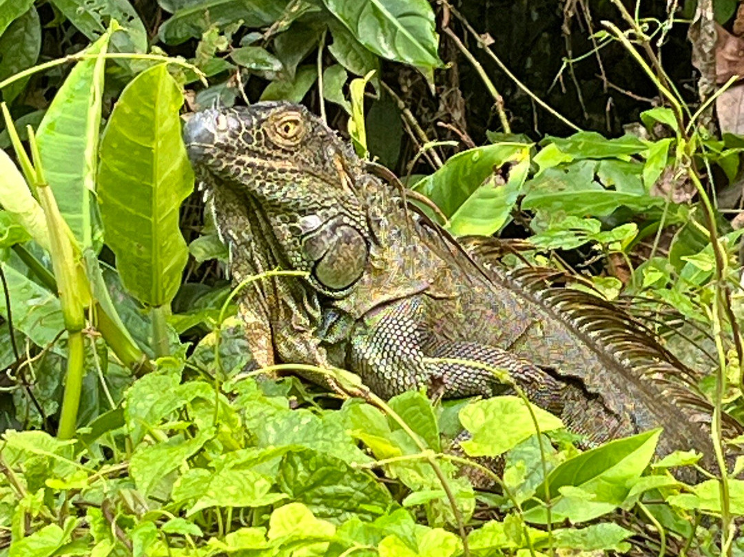 Tortuguero Natural Tours-托图杰多必去景点