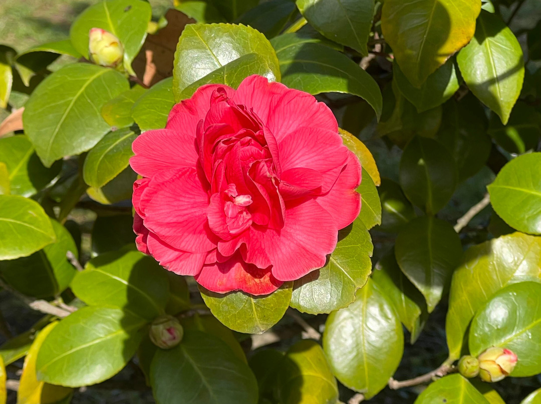 Camellia Park-洛迦诺必去景点