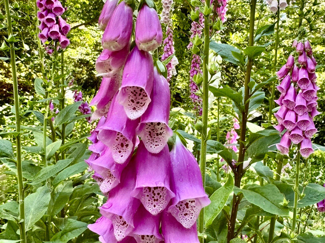 Spohr Gardens景点图片