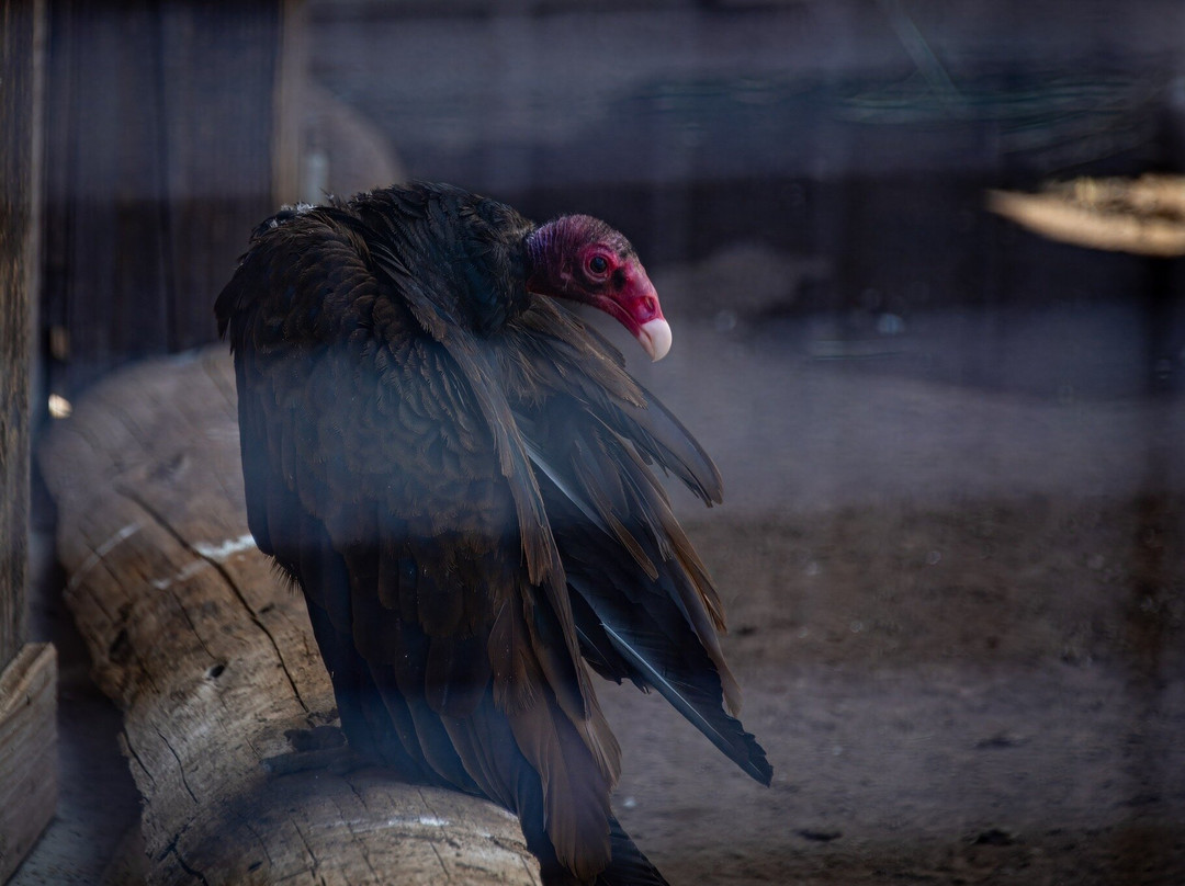 Big Bear Alpine Zoo at Moonridge-大熊湖必去景点