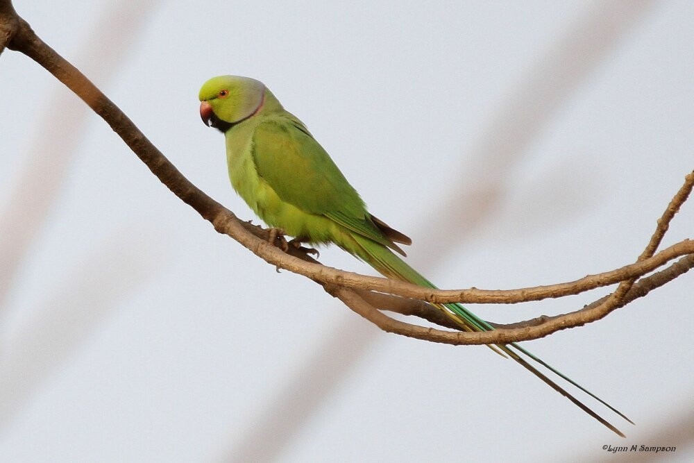 Gambia Birding Tours景点图片