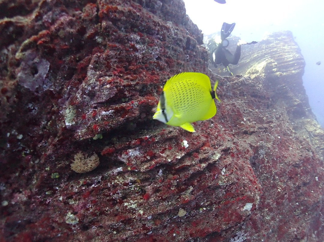 Bubbles Below Scuba Charters-埃里埃利必去景点