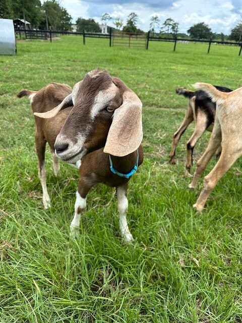 The Goatery At Kiawah River景点图片