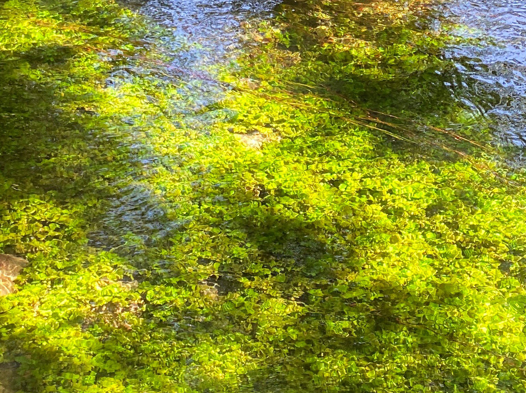 Riserva Naturale Regionale Sorgenti del Fiume Vera景点图片