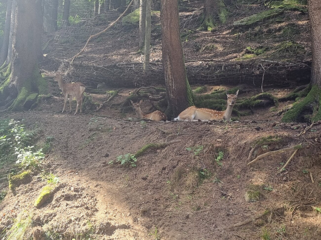 Alpen Wildpark-Feld am See必去景点
