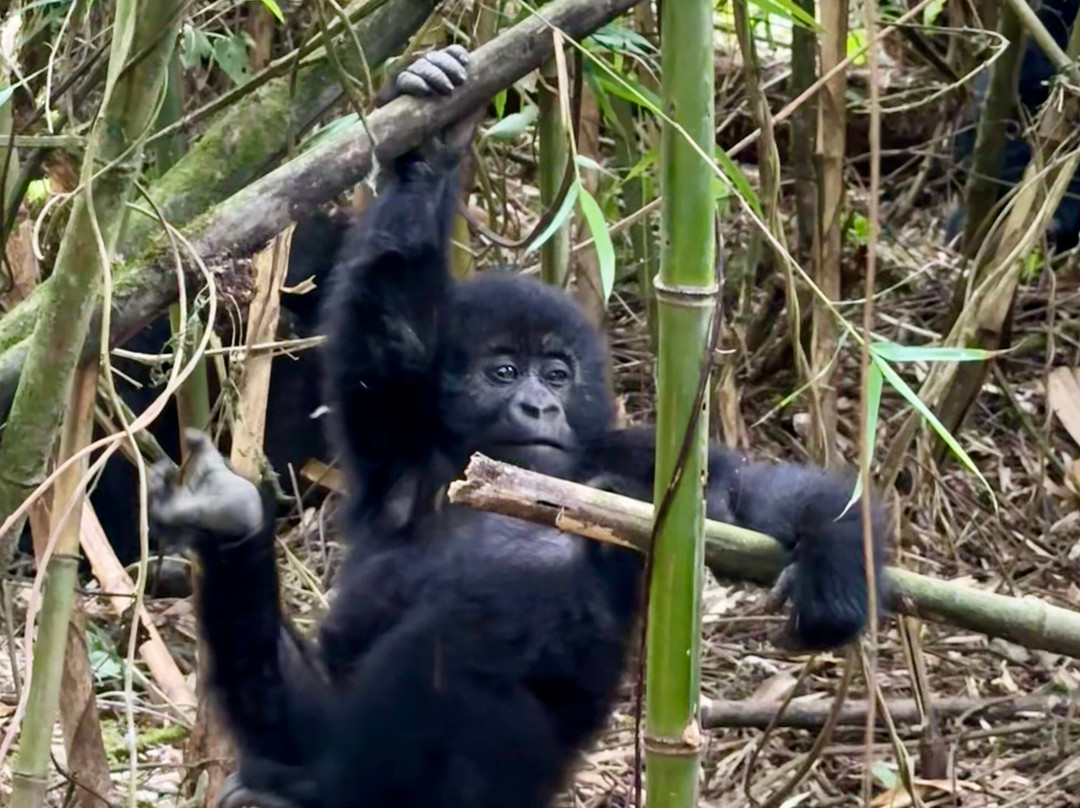 Ubuntu Voyages-Goma必去景点