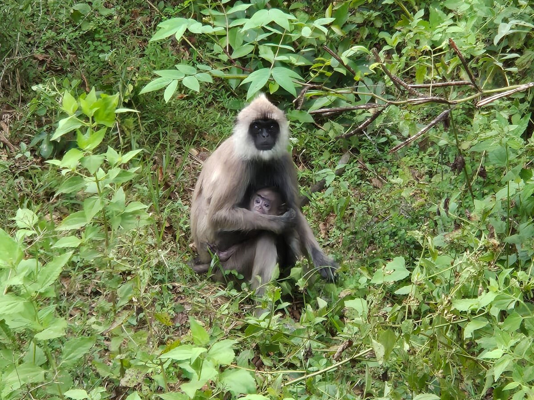 Wild Vibes Safari Tours Udawalawe-乌达瓦拉瓦必去景点