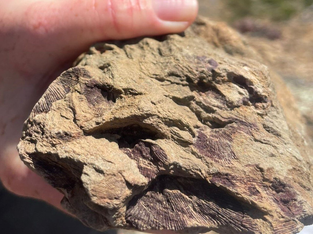 Fossil Hills - Accommodation - Venue - Wine Walks-McGregor必去景点