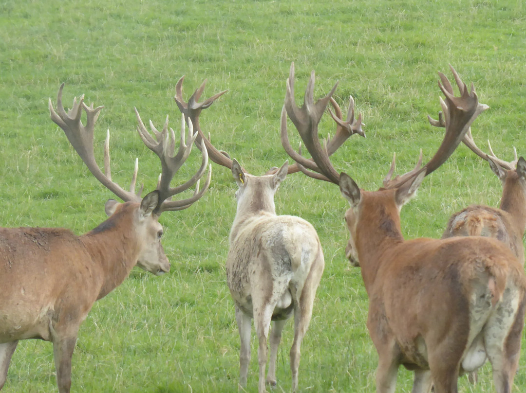 Great Wedlock Farm & Deer Park景点图片