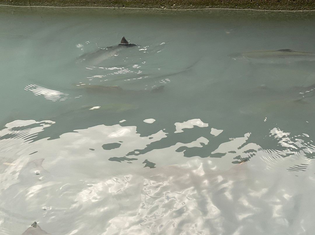 The Solomon Gulch Hatchery-瓦尔迪兹必去景点