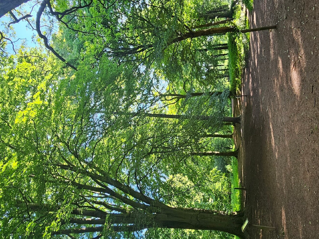 Queenswood Country Park & Arboretum景点图片