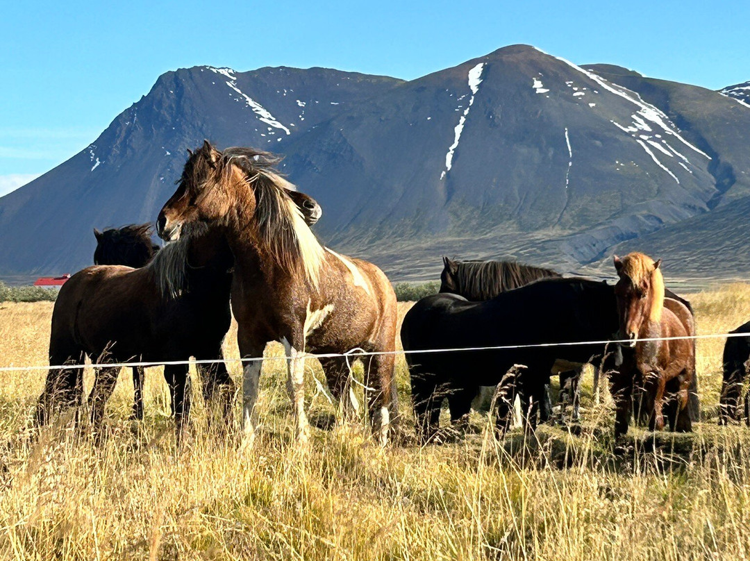Riding Iceland ehf-胡萨维克必去景点