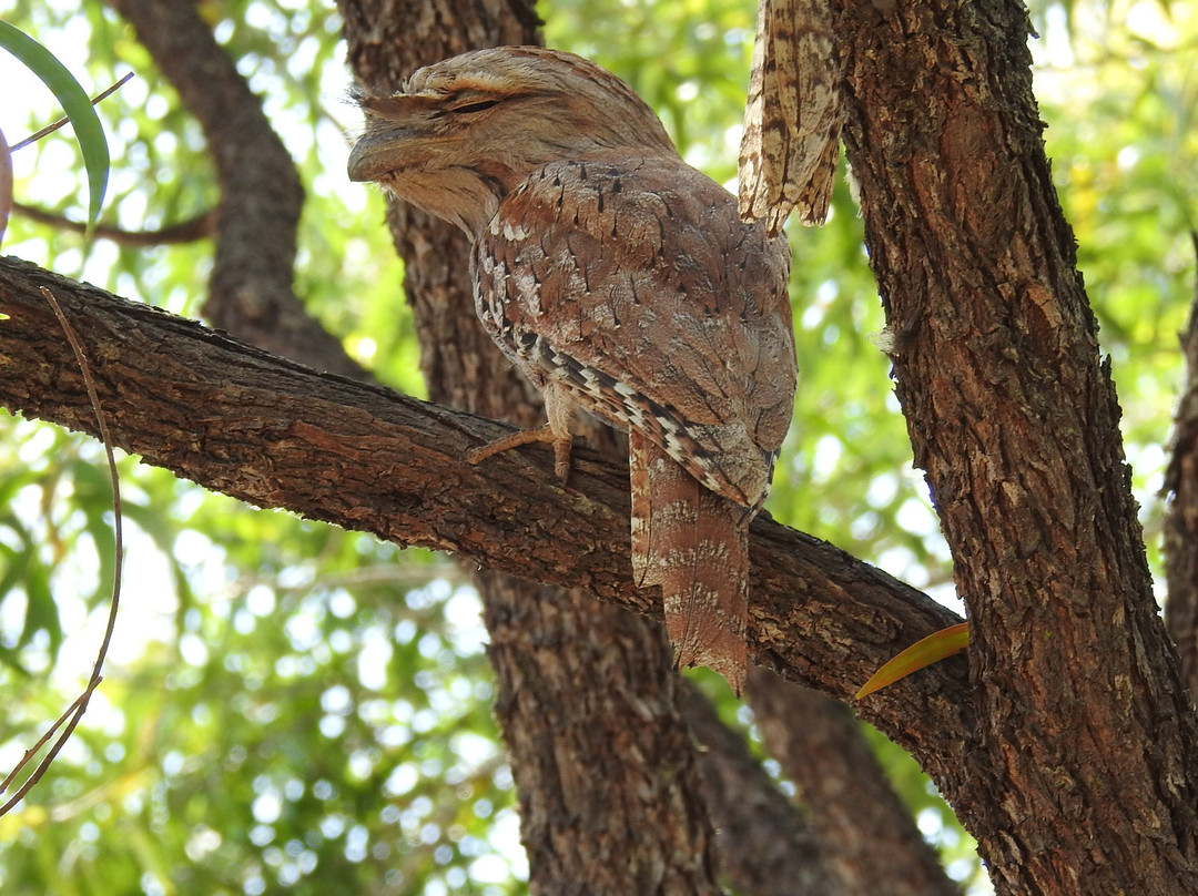 Birdwatching Tropical Australia-Mossman必去景点