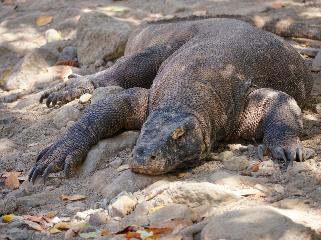 Komodo Dreamland Tour景点图片
