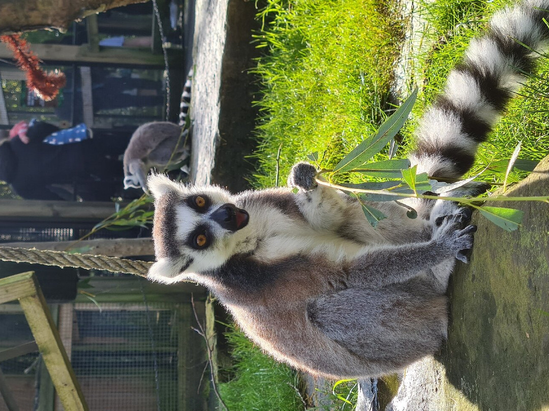 Ponderosa Zoo景点图片