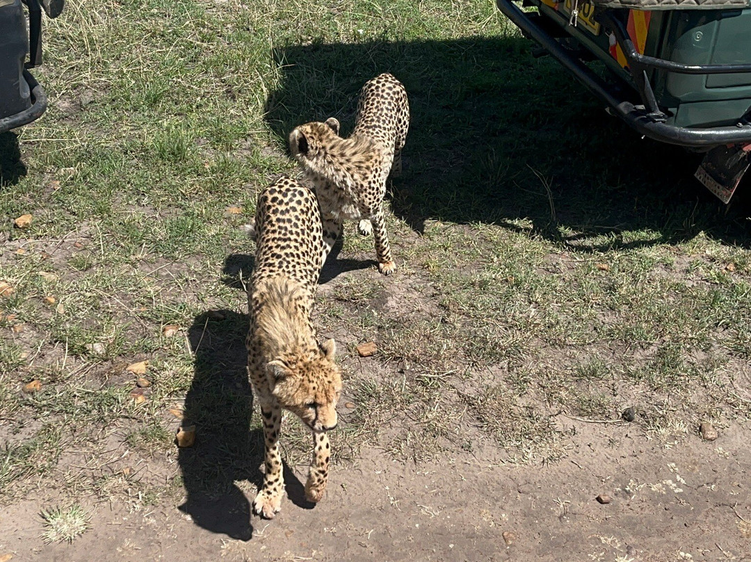 Devine Adventures-内罗毕必去景点