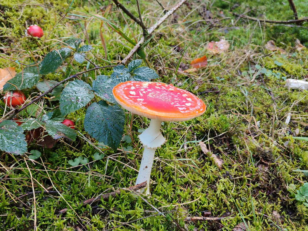 Levenspadwandeling Slangenburg-Doetinchem必去景点